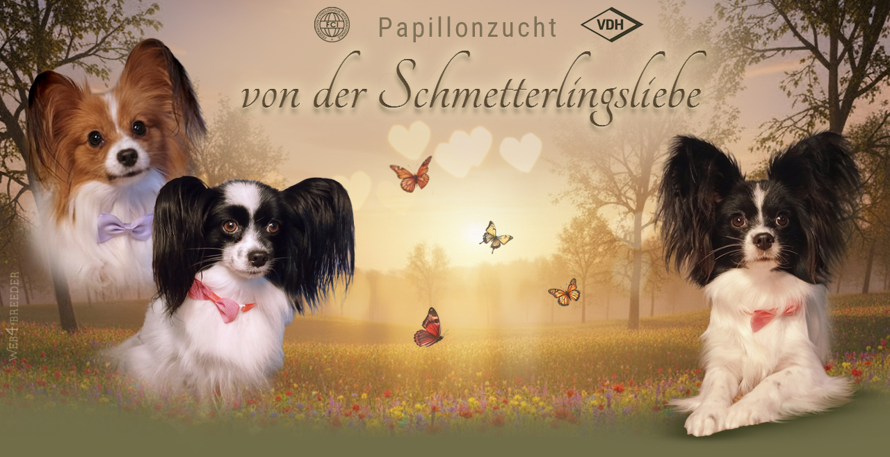papillons-schmetterlingsliebe.de